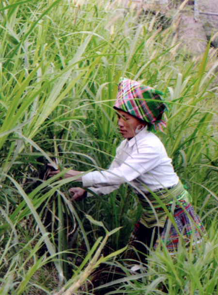 dafabet khuyến mãi