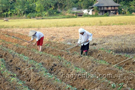 Nông dân xã Thanh Lương làm đất trồng cây vụ ba.
