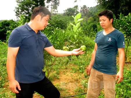 Đoàn viên Dương Văn Thu (phải) thôn Hin Lò, xã Yên Thắng (Lục Yên) giới thiệu mô hình 300 gốc cam của mình.