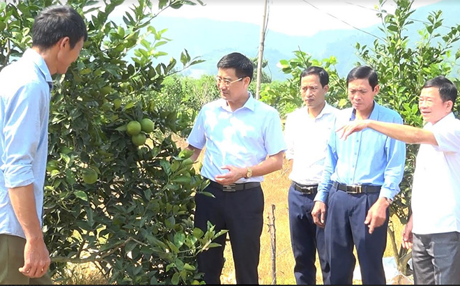 Lãnh đạo huyện Văn Yên kiểm tra mô hình trồng cây ăn quả tại xã Đông An.