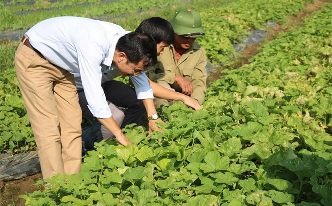 Nông dân thành phố Yên Bái trồng rau an toàn cho thu nhập ổn định khoảng 150 triệu đồng/ha.