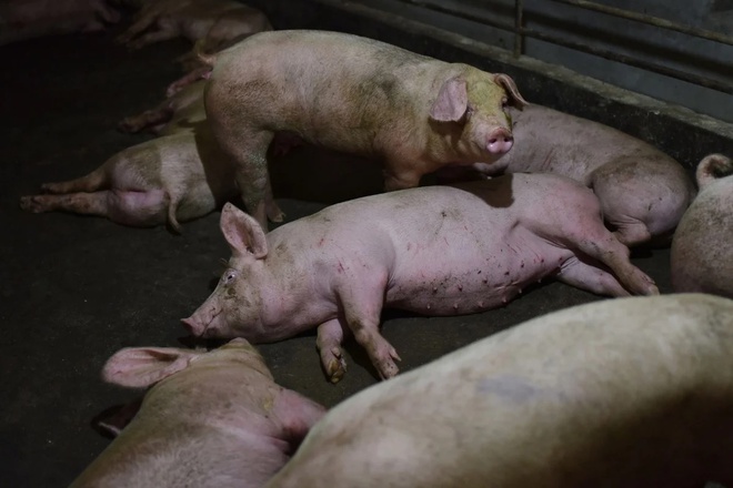 Virus Sads-CoV gây ra tỷ lệ tử vong 90% trên lợn.