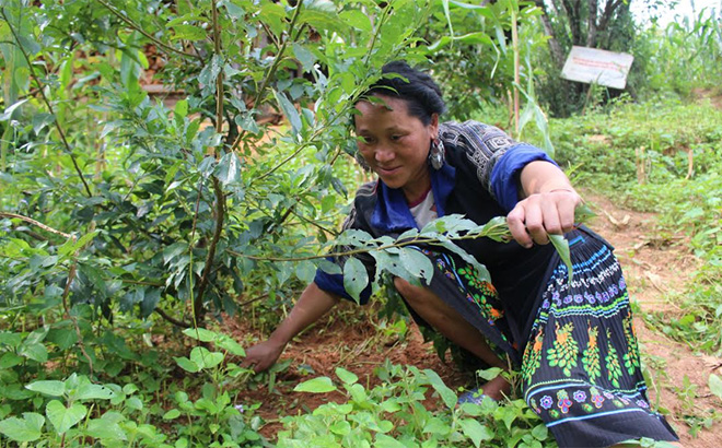 Nông dân huyện Mù Cang Chải tích cực ứng dụng tiến bộ khoa học, đưa giống cây trồng mới vào sản xuất. (Trong ảnh: Người dân chăm sóc giống mận đỏ, một trong những cây trồng mới ở địa phương).