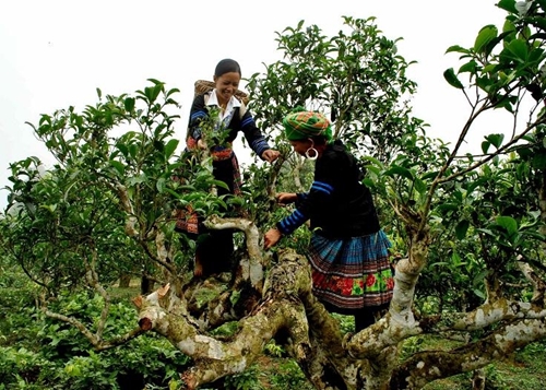 On the occasion, the Suoi Giang tea space was inaugurated.