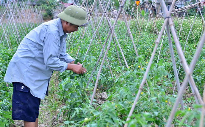 Tomato is the winter crop with high economic efficiency.