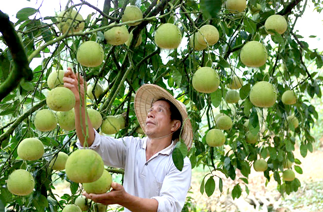 Dai Minh commune of Yen Binh district is home to more than 270ha of orchards, raking in about 50 billion VND (2.16 million USD) per year.