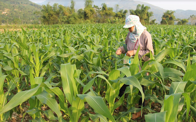 Maize remains a staple in the 2021 winter crop