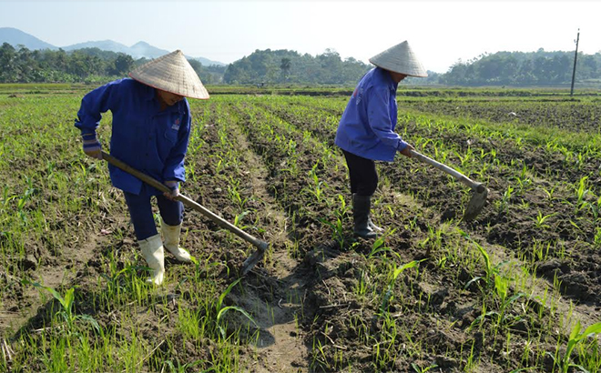 Nông dân xã Yên Bình chăm sóc cây ngô đông trên chân ruộng 2 vụ lúa.