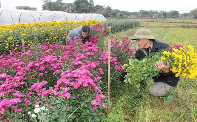 Hội viên phụ nữ xã Tuy Lộc, thành phố Yên Bái đầu tư trồng hoa với vốn vay từ Ngân hàng Chính sách xã hội.