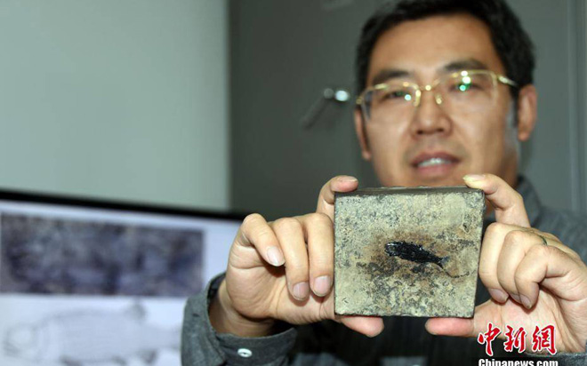 Nhà nghiên cứu Từ Quang Huy và mảnh hóa thạch cá sứt môi vảy sườn. (Ảnh: Chinanews).