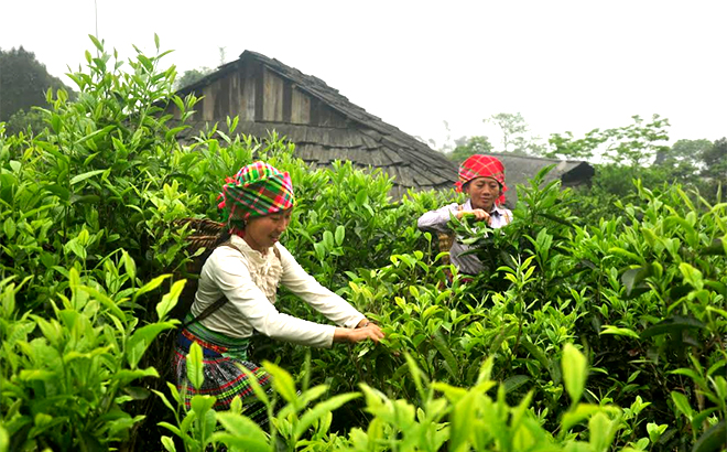 Nhờ phát triển cây chè Shan tuyết, người Mông xã Suối Giàng, huyện Văn Chấn có nguồn thu nhập ổn định đời sống.