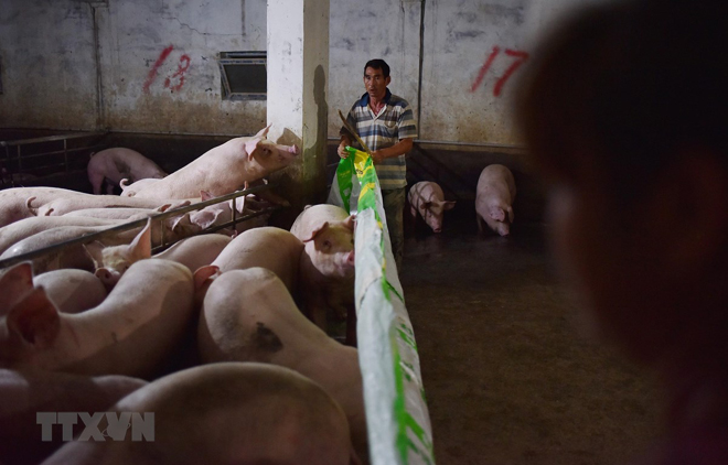 Dịch tả lợn châu Phi đang đe dọa ngành chăn nuôi gia súc trên toàn thế giới.