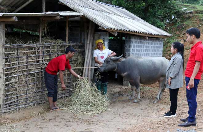 Cán bộ xã Túc Đán kiểm tra việc dự trữ rơm khô cho trâu, bò tại hộ ông Lường Văn Xết, thôn Pa Te.