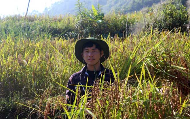 Chớ A Dê, thôn Sáng Pao, xã Xà Hồ đang thành công với mô hình trồng lúa nếp cẩm.