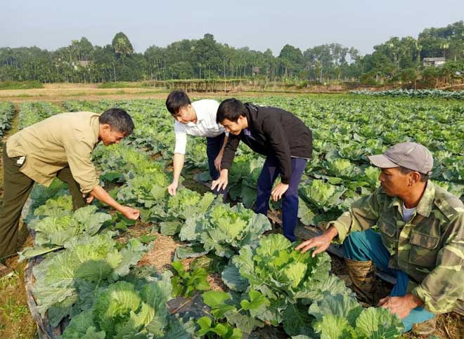 Lãnh đạo xã Âu Lâu và cán bộ khuyến nông thành phố Yên Bái kiểm tra sản xuất rau an toàn tại thôn Cống Đá, xã Âu Lâu.