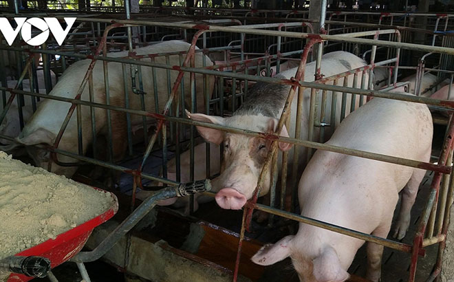 Theo Bộ NN&PTNT, cả nước đã đủ điều kiện để tái đàn lợn