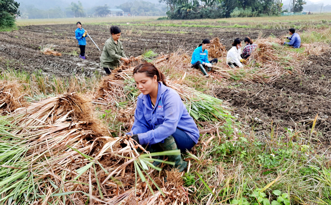 Mô hình hỗ trợ trồng cây sả chanh ở Lục Yên