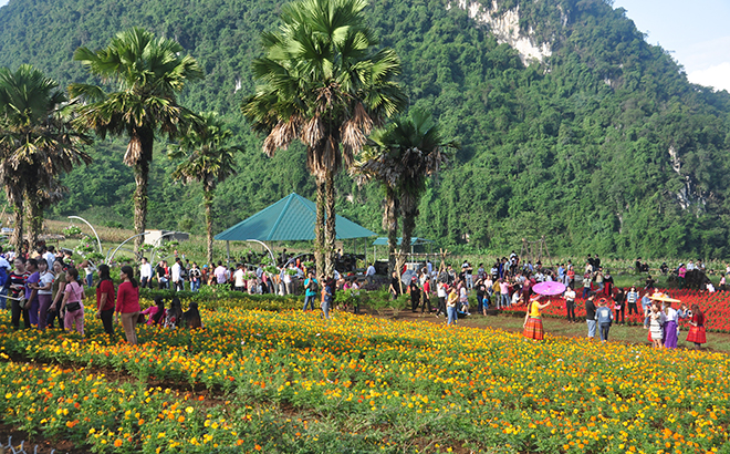 Khai Trung green plain is a destination for visitors when coming to Luc Yen district.
