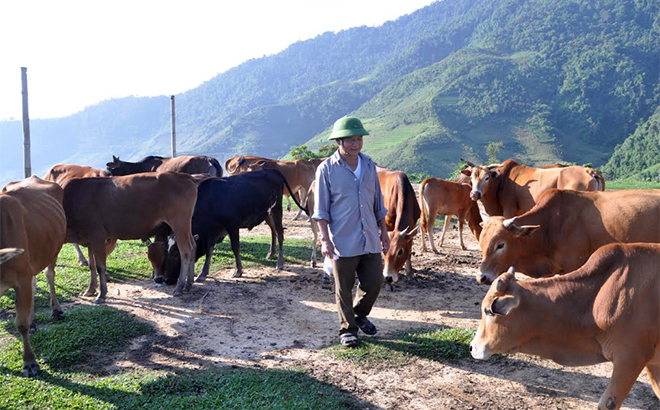 Đàn bò của ông Hoàng Văn Yếng chăn thả tự nhiên trên đỉnh Khau Thán.
