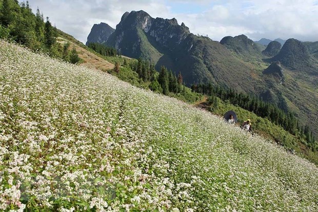 Vẻ đẹp quyến rũ của hoa tam giác mạch trên những triền núi tạo nên cảnh nên thơ nơi núi non hùng vĩ của cao nguyên đá Đồng Văn, tỉnh Hà Giang.