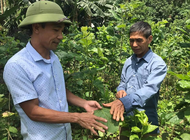 Thành viên Tổ hợp tác trồng dâu nuôi tằm xã Tân Đồng, huyện Trấn Yên kiểm tra chất lượng cây dâu tằm.