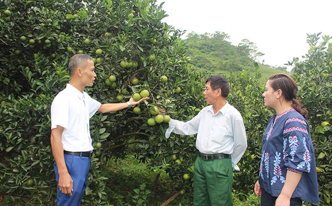 Orchard of Doan Van Yem’s family is safely grown
