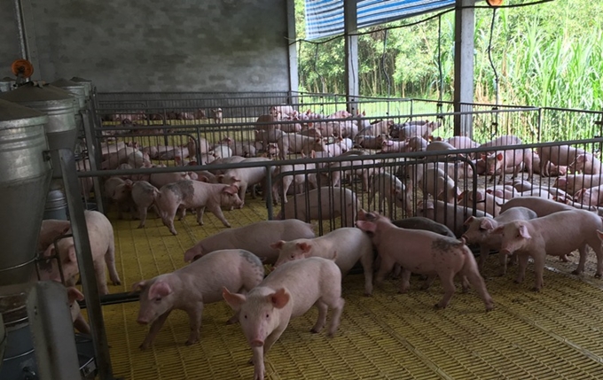 Nhiều hộ chăn nuôi lợn ở Đồng Nai đã tiếp tục tái đàn...