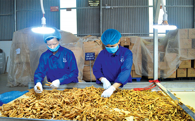 Xử lý nguyên liệu chế biến tại Hợp tác xã Quế hồi Việt Nam, xã Đào Thịnh, huyện Trấn Yên, tỉnh Yên Bái.