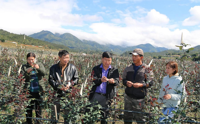 Mô hình liên kết trồng hoa hồng ở xã Nậm Khắt mang lại nhiều việc làm, thu nhập ổn định cho người dân địa phương.