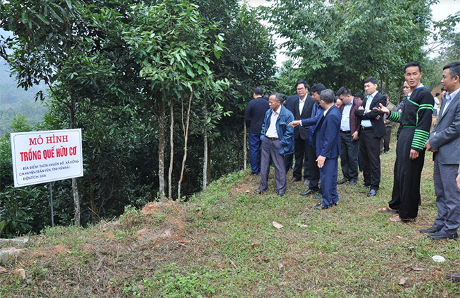 Đoàn đại biểu đại diện 47 tỉnh, thành phố dự Hội nghị tổng kết XDNTM vùng đặc biệt khó khăn giai đoạn 2016 - 2020 tham quan mô hình trồng quế hữu cơ của anh Sổng A Dũng ở thôn Khuôn Bổ.