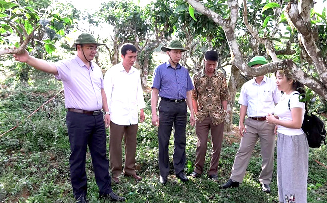 Đoàn công tác của Trường Đại học Nông lâm Thái Nguyên và Hội Nông dân tỉnh kiểm tra thực tế tại vùng chè cổ thụ Suối Giàng để triển khai một số biện pháp phòng chống mối hại cây chè.