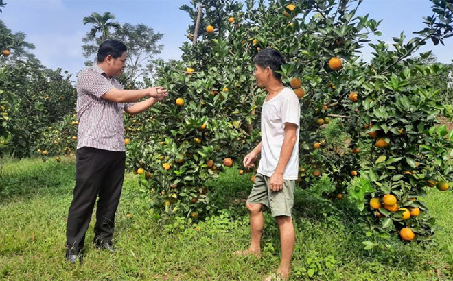Lãnh đạo xã Mai Sơn kiểm tra tình hình phát triển vùng cây ăn quả có múi trên địa bàn.