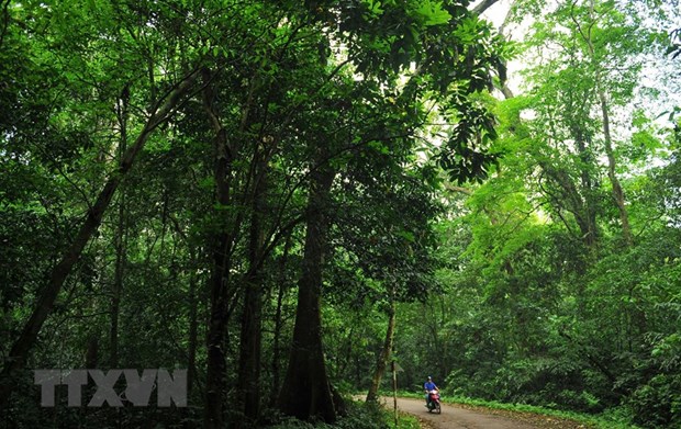 Hệ thực vật phong phú đa dạng mang đặc trưng rừng mưa nhiệt đới tại Vườn quốc gia Cúc Phương. (Ảnh: TTXVN)