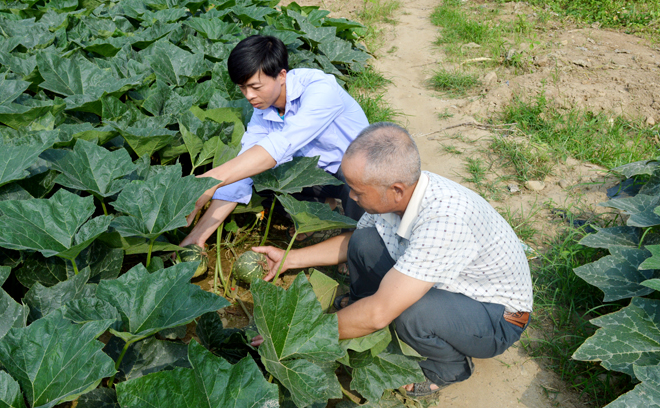 Mô hình trồng bí lấy hạt ở xã Sơn Lương cho hiệu quả kinh tế cao.