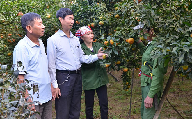 Lãnh đạo xã Thượng Bằng La động viên người dân tích cực đầu tư phát triển vùng cây ăn quả có múi. Ảnh:T.L