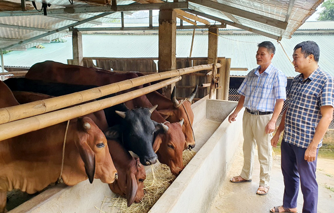 Nhờ chính sách hỗ trợ từ Nghị quyết 69, nhiều hộ dân ở xã Vĩnh Kiên, huyện Yên Bình mạnh dạn đầu tư phát triển chăn nuôi bò vỗ béo cho thu nhập cao. Ảnh: Văn Tuấn