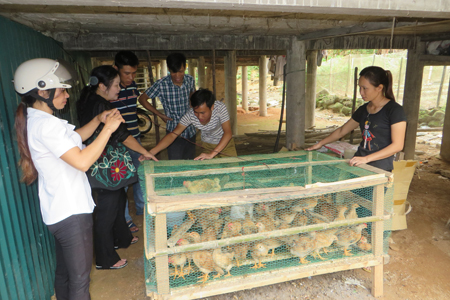 Cán bộ Trung tâm SUDECOM kiểm tra chuồng úm gà con của các hộ tham gia Dự án Hỗ trợ phát triển mô hình chăn nuôi gà thả vườn ở xã Phúc An.