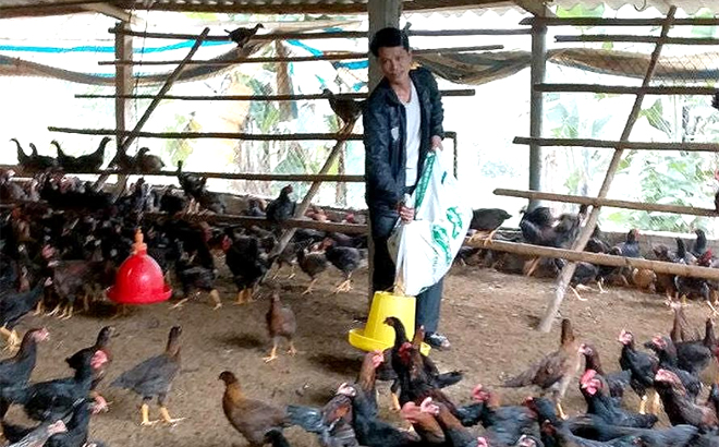 Mô hình nuôi gà Minh Dư của đảng viên trẻ Trương Quang Đại, thôn 2 cho hiệu quả kinh tế cao.
