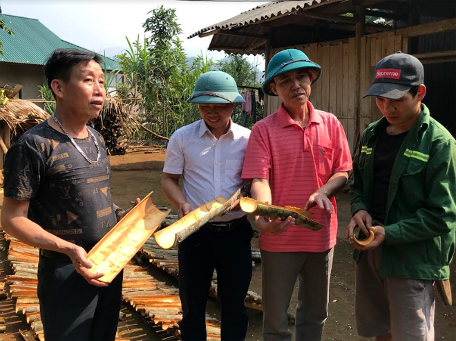 Các đồng chí lãnh đạo xã An Lương, huyện Văn Chấn kiểm tra sản phẩm quế vỏ của người dân địa phương.