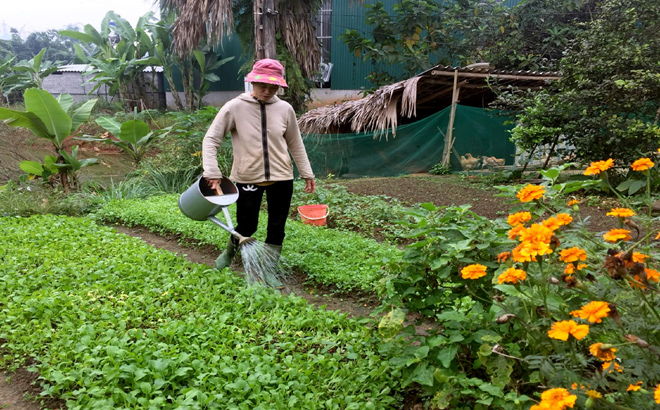 Được giúp đỡ, chị Nông Thị Canh biết thêm kỹ thuật chăm sóc vườn rau nhà mình tốt hơn.