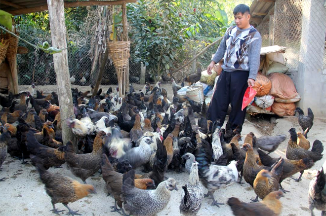 Gia đình Cháng A Vàng phát triển mạnh kinh tế với mô hình nuôi gà đen.