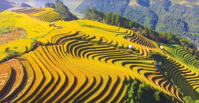 Waves of Mu Cang Chai terraced fields