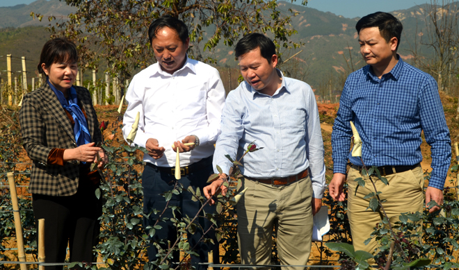 Đồng chí Phó Chủ tịch HĐND tỉnh Hoàng Thị Thanh Bình thăm, kiểm tra một số mô hình phát triển sản xuất nông, lâm nghiệp tiêu biểu trên địa bàn huyện Mù Cang Chải.