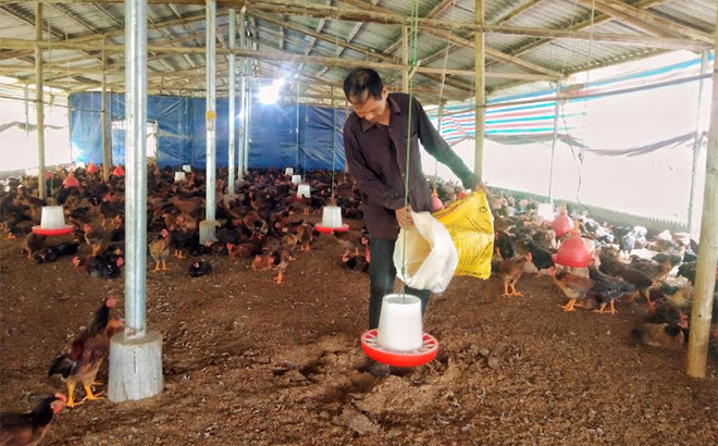 Mô hình chăn nuôi gà hàng hóa của gia đình ông Lê Tuấn Dũng ở thôn Hồng Hà, xã Nga Quán hàng năm cho thu nhập cao và ổn định.