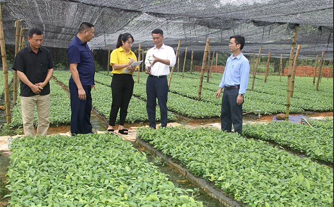 Vườn ươm giống cây lâm nghiệp của Hợp tác xã Dịch vụ tổng hợp nông nghiệp Tân Thịnh hàng năm cung cấp từ 80 - 100 vạn bầu.