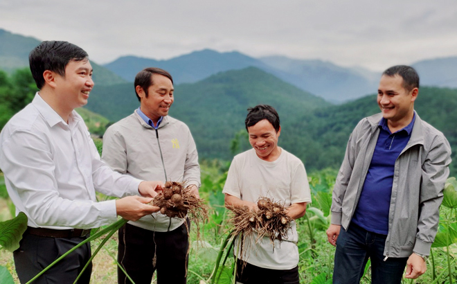 Cán bộ chuyên môn Phòng Nông nghiệp và Phát triển nông thôn huyện hướng dẫn kỹ thuật thu hoạch khoai sọ cho nhân dân xã Xà Hồ. (Ảnh: Văn Tuấn)