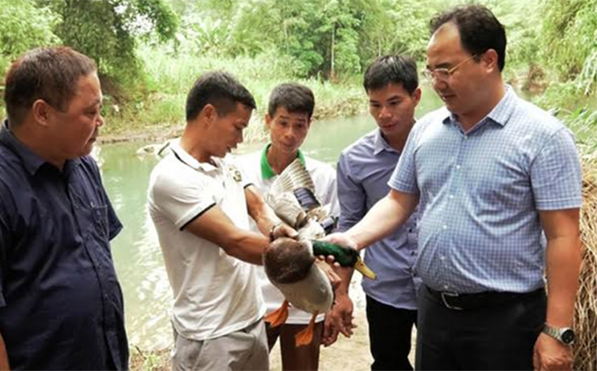 Đồng chí Giàng A Câu - Chủ tịch Hội Nông dân tỉnh thăm mô hình nuôi vịt bầu tại xã Lâm Thượng, huyện Lục Yên.