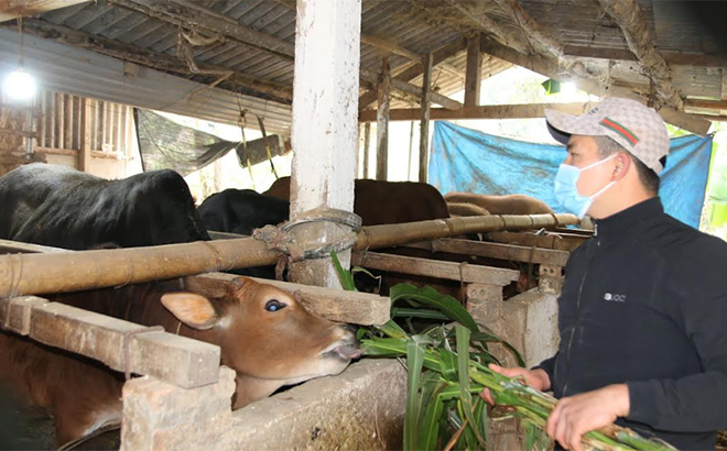 Gia đình ông Lương Tuấn Trung, thôn Bằng Là 2, xã Đại Lịch nuôi nhốt trâu, bò trong những ngày nhiệt độ xuống thấp và bổ sung đầy đủ thức ăn cho vật nuôi.