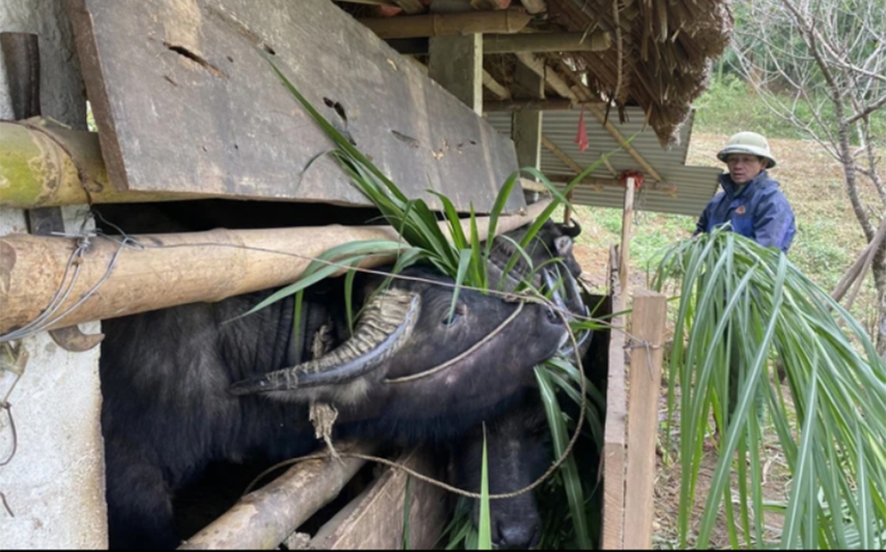 Các hộ dân trên địa bàn tỉnh Hà Giang chủ động bổ sung thức ăn cho đàn gia súc chống rét.
