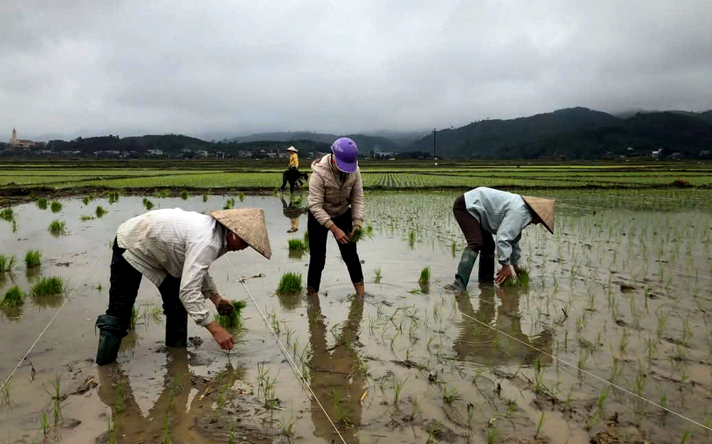 Người dân Văn Yên tích cực xuống đồng gieo mạ để chuẩn bị cho vụ xuân 2025.